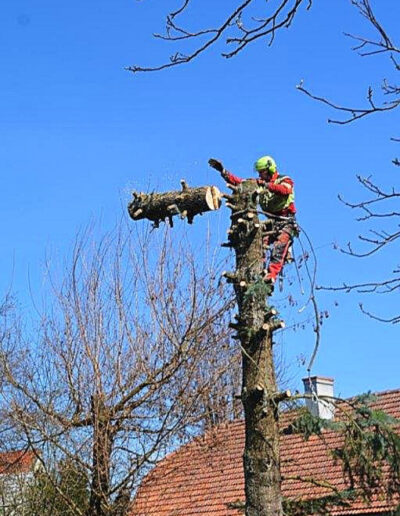 Baumabtragung Baumservice Gruber