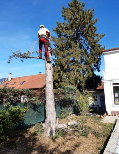 Baumabtragung Baumservice Gruber