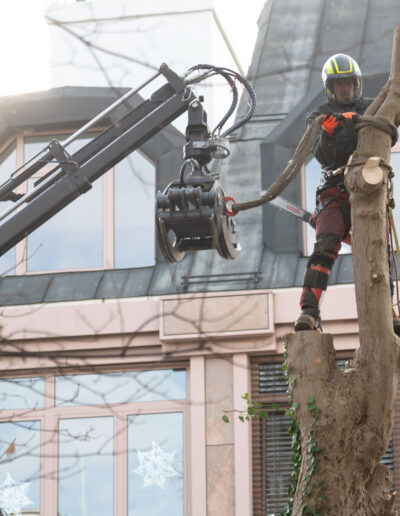Baumabtragung Baumservice Gruber