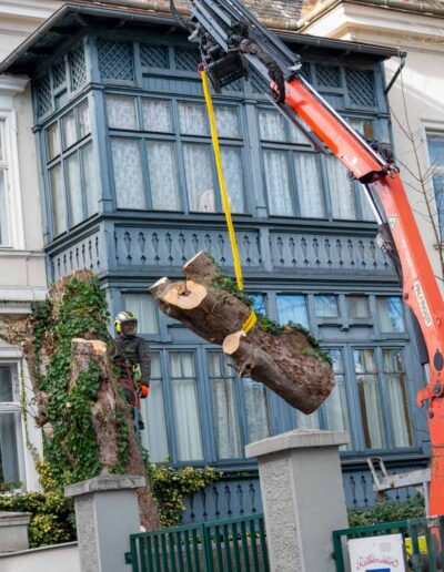 Baumabtragung Baumservice Gruber