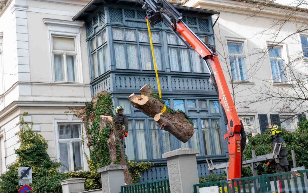 Baumabtragung