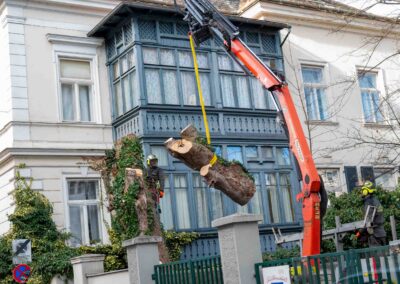 Baumabtragung Baumservice Gruber
