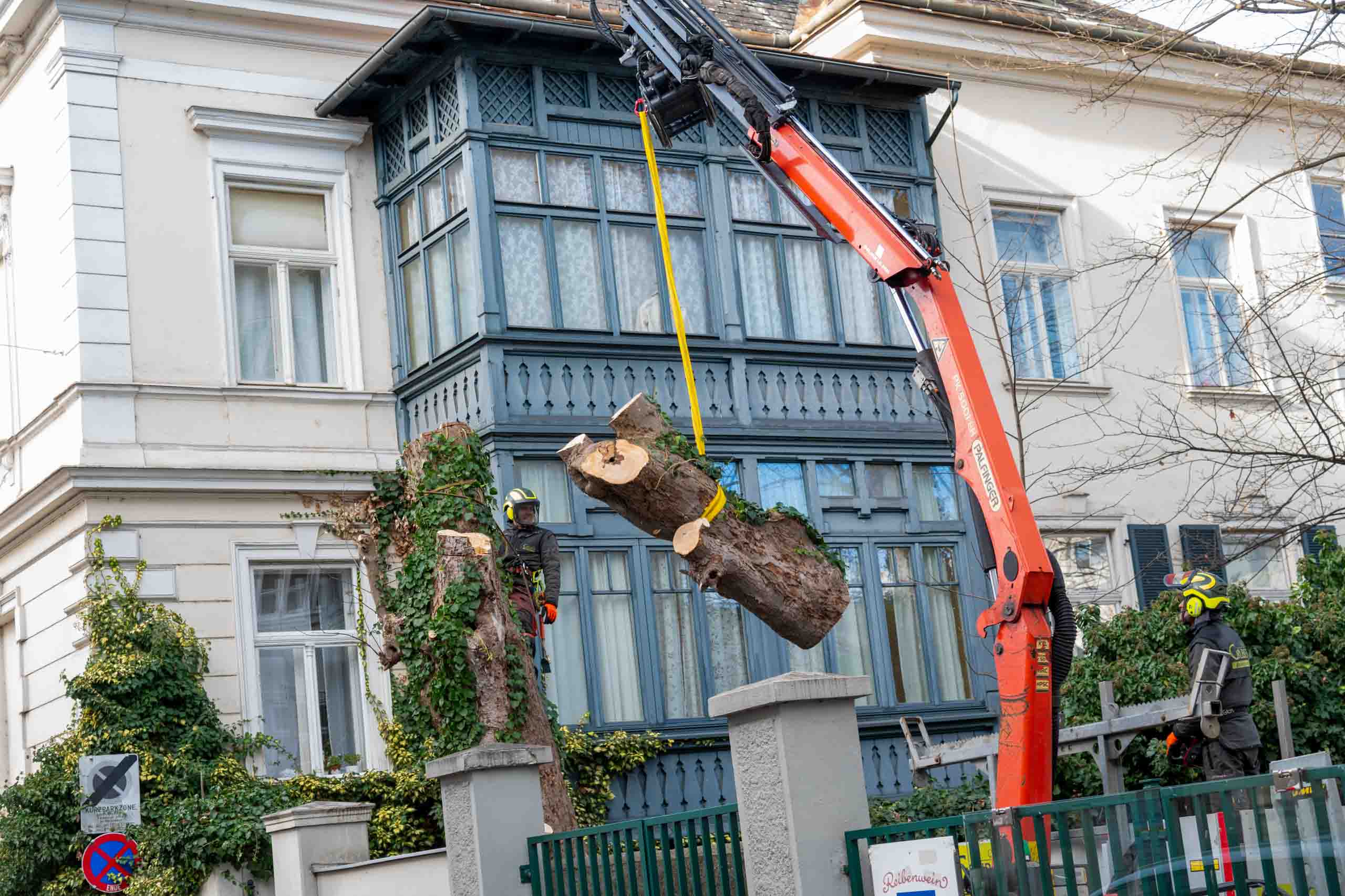 Kronenpflege Baumservice Gruber