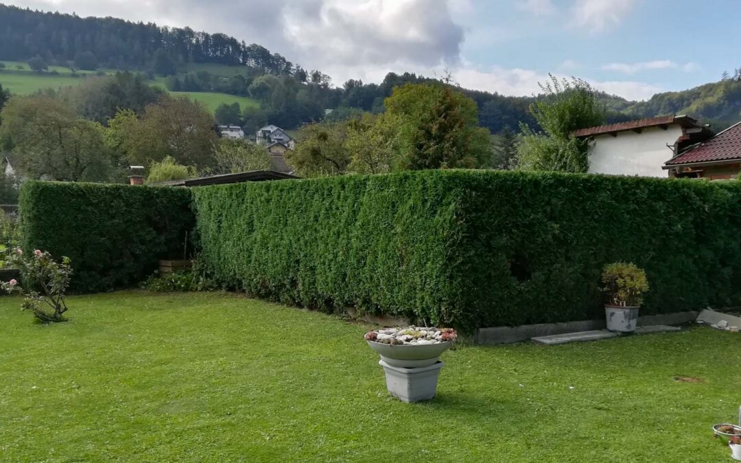 Obstbaum- und Heckenschnitt