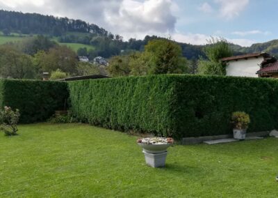 Heckenschnitt Baumservice Gruber