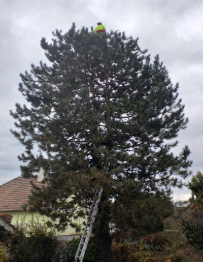 Kronenpflege - Baumservice Gruber
