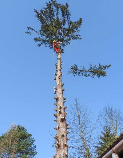 Baumabtragung Baumservice Gruber