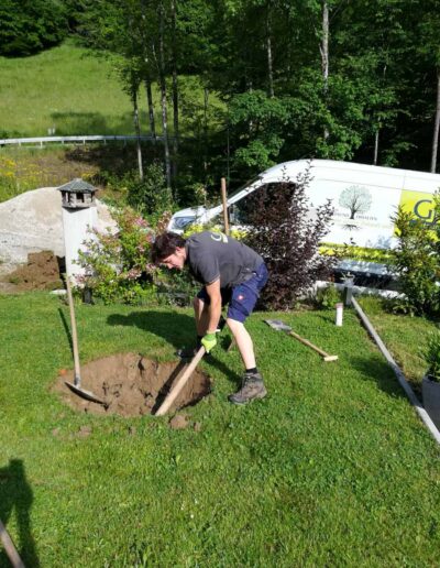 Baumpflanzung Baumservice Gruber